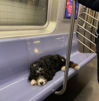 Illustration de l'article : 16 photos de chiens qui prennent le métro avec style et assurance