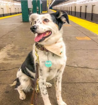 Illustration de l'article : 16 photos de chiens qui prennent le métro avec style et assurance