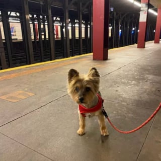 Illustration de l'article : 16 photos de chiens qui prennent le métro avec style et assurance