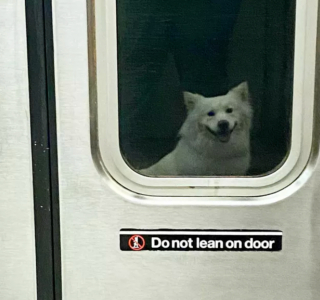 Illustration de l'article : 16 photos de chiens qui prennent le métro avec style et assurance