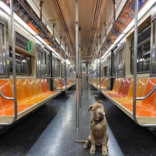 Illustration de l'article : 16 photos de chiens qui prennent le métro avec style et assurance