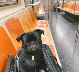 Illustration de l'article : 16 photos de chiens qui prennent le métro avec style et assurance