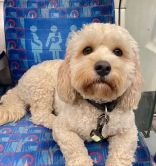 Illustration de l'article : 16 photos de chiens qui prennent le métro avec style et assurance