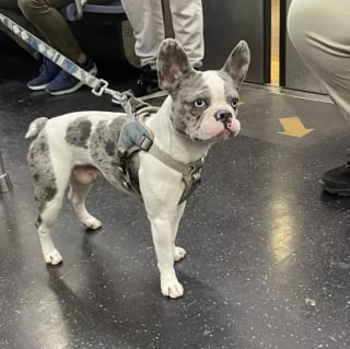 Illustration de l'article : 16 photos de chiens qui prennent le métro avec style et assurance