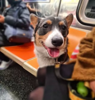 Illustration de l'article : 16 photos de chiens qui prennent le métro avec style et assurance