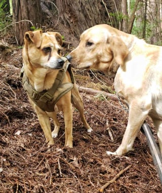 Illustration de l'article : Ce chien a pisté et sauvé 62 animaux disparus, mais aujourd’hui c’est lui qui a besoin d’aide