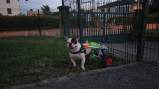 Illustration de l'article : Après avoir vécu une vie sans amour et sans soins, ce Bouledogue Français trouve le chemin de la sérénité (vidéo)