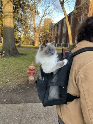 Illustration de l'article : 20 photos de Ragdolls qui vous assureront votre dose de bonne humeur pour la journée