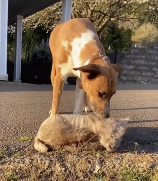 Illustration de l'article : Une chienne au grand cœur se prend d’affection pour un agneau rejeté par sa mère (vidéo)