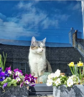 Illustration de l'article : 17 photos attendrissantes de chats postés aux fenêtres pour guetter le retour de leurs humains