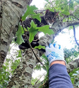 Illustration de l'article : Le quotidien hors du commun d'un retraité héroïque : sauver les chats perchés dans les arbres (vidéo)