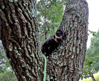 Illustration de l'article : Le quotidien hors du commun d'un retraité héroïque : sauver les chats perchés dans les arbres (vidéo)