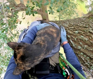 Illustration de l'article : Le quotidien hors du commun d'un retraité héroïque : sauver les chats perchés dans les arbres (vidéo)