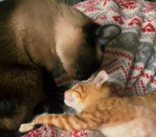 Illustration de l'article : Cette chatte traumatisée par son passé d'élevage, ouvre enfin son cœur à un chaton orphelin (vidéo)