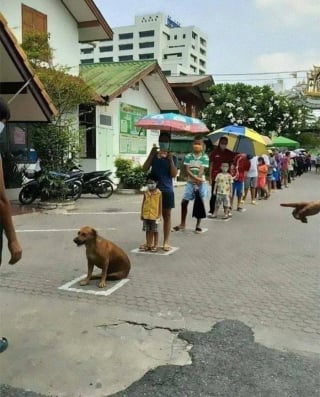 Illustration de l'article : 19 photos d'animaux qui ont le chic pour se trouver aux endroits où on les attend le moins