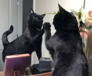 Illustration de l'article : 14 photos drôles de chats ne sachant pas vraiment quoi penser face à leur reflet dans le miroir