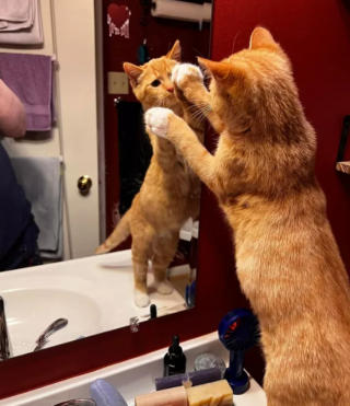 Illustration de l'article : 14 photos drôles de chats ne sachant pas vraiment quoi penser face à leur reflet dans le miroir