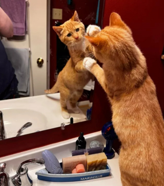 Illustration de l'article : 14 photos drôles de chats ne sachant pas vraiment quoi penser face à leur reflet dans le miroir