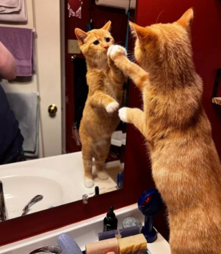 Illustration de l'article : 14 photos drôles de chats ne sachant pas vraiment quoi penser face à leur reflet dans le miroir