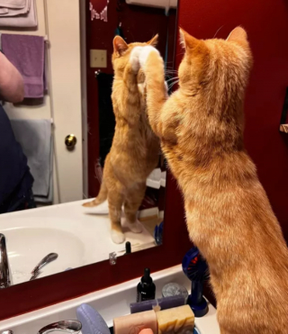 Illustration de l'article : 14 photos drôles de chats ne sachant pas vraiment quoi penser face à leur reflet dans le miroir