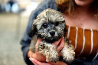 Illustration de l'article : Les secrets d'une intégration réussie du chiot dans sa famille livrés par les experts invités de La Touche Animale