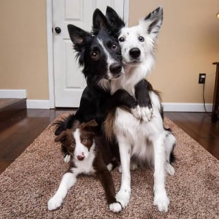 Illustration de l'article : 20 portraits d'animaux si photogéniques qu'on ne peut ne pas en tomber amoureux