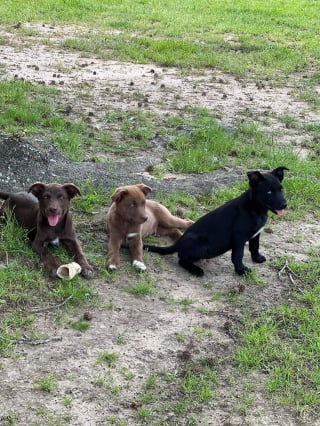 Illustration de l'article : Des bénévoles se mobilisent pour mettre fin au calvaire d'une famille de chiens, livrés à eux-mêmes dans une grange abandonnée