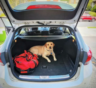 Illustration de l'article : 16 photos de chiens amateurs de road trips et piaffant d'impatience à l'approche du départ