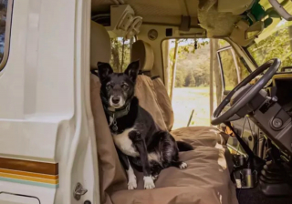 Illustration de l'article : 16 photos de chiens amateurs de road trips et piaffant d'impatience à l'approche du départ