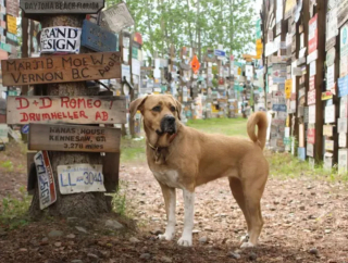 Illustration de l'article : 16 photos de chiens amateurs de road trips et piaffant d'impatience à l'approche du départ