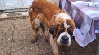 Illustration de l'article : Une Saint-Bernard, prisonnière d'une courette pendant plusieurs années, peut enfin s'offrir un nouveau départ