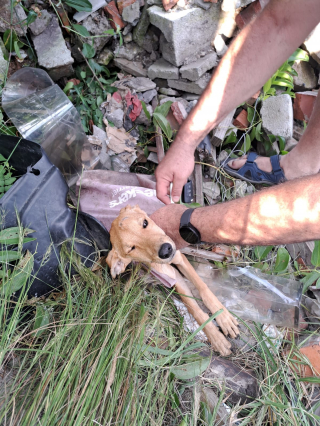 Illustration de l'article : Retrouvé parmi les ordures, un chien voit son destin bouleversé grâce à une rencontre miraculeuse