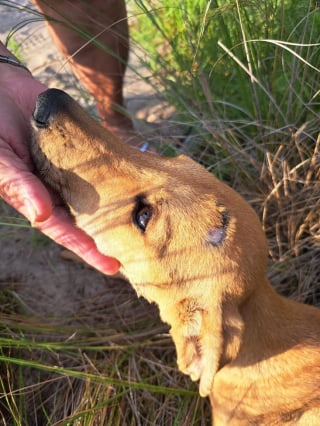 Illustration de l'article : Retrouvé parmi les ordures, un chien voit son destin bouleversé grâce à une rencontre miraculeuse