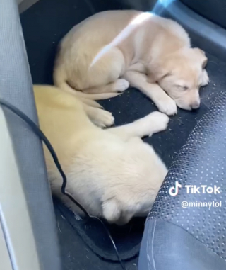 Illustration de l'article : Une jeune femme découvre 2 chiots abandonnés lors d'une promenade et se donne pour mission de les sauver (vidéo)