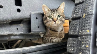 Illustration de l'article : Un chat se faufile sous un camion et se retrouve dans un bureau à une heure de route de chez lui