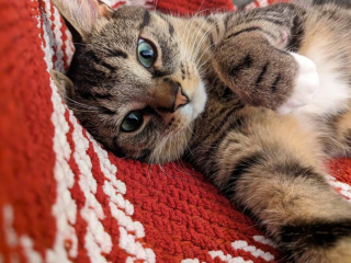 Illustration de l'article : Un chat se faufile sous un camion et se retrouve dans un bureau à une heure de route de chez lui