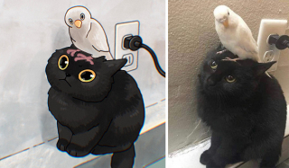 Illustration de l'article : 20 photos de chats transformées en illustrations originales et amusantes