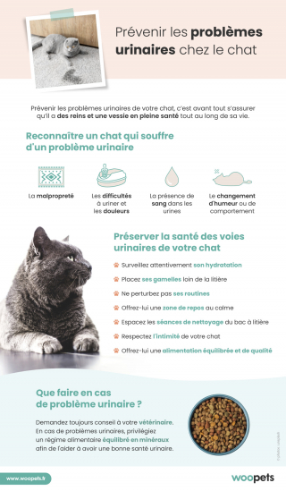 Illustration de l'article : Prévenir les problèmes urinaires chez le chat