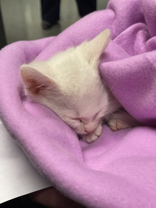 Illustration de l'article : Un chaton blanc, passager inattendu découvert par la police dans une voiture chassée lors d'une course poursuite