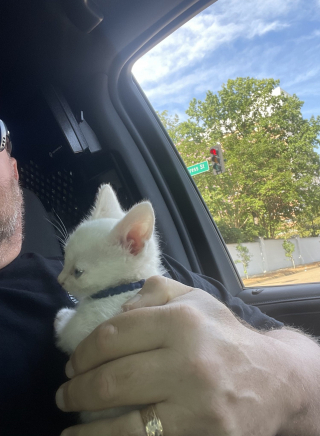 Illustration de l'article : Un chaton blanc, passager inattendu découvert par la police dans une voiture chassée lors d'une course poursuite