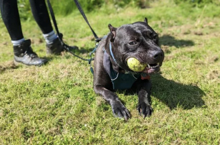 Illustration de l'article : Un chien aux oreilles mutilées par son ancien propriétaire retrouve la joie de vivre grâce à ses sauveurs