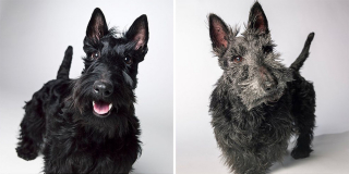 Illustration de l'article : 20 photos capturant l'évolution touchante de jeunes chiens devenus séniors