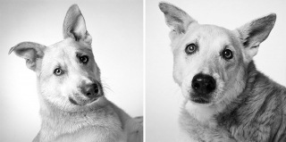 Illustration de l'article : 20 photos capturant l'évolution touchante de jeunes chiens devenus séniors