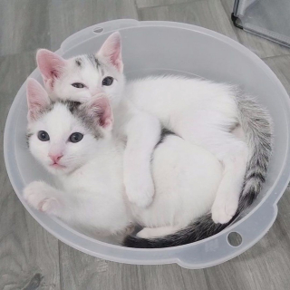 Illustration de l'article : Abandonnés par leur propre mère, ces 2 chatons ont décidé de ne jamais se quitter