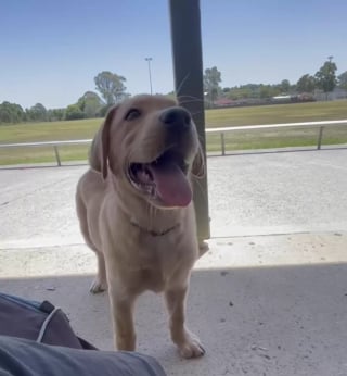 Illustration de l'article : Le périple insolite d'un chien ayant décidé de prendre seul le train pour 30 kilomètres d'aventure (vidéo)