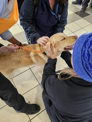 Illustration de l'article : Le périple insolite d'un chien ayant décidé de prendre seul le train pour 30 kilomètres d'aventure (vidéo)