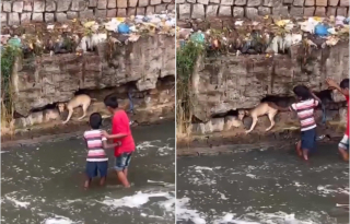 Illustration de l'article : 2 garçons voient un chien pris au piège sur le bord d'une rue inondée et décident d'agir malgré le danger