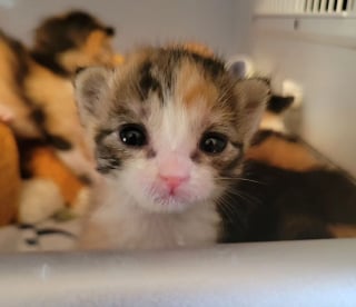 Illustration de l'article : Un chaton orphelin bien plus petit que le reste de sa portée se bat pour survivre 