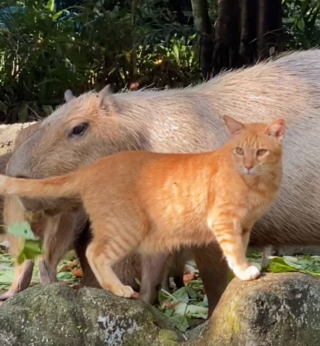 Illustration de l'article : Un chat orphelin devient membre d'une surprenante famille constituée de gros rongeurs (vidéo)