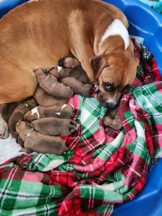 Illustration de l'article : Une chienne est abandonnée sur un chantier de construction alors que sa mise bas est imminente